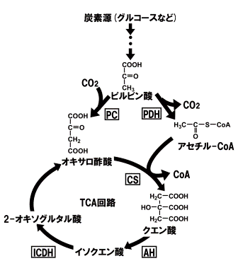 クエン酸生産の代謝機構
